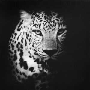 ASKO - NÁBYTEK Obraz na plátně Leopard