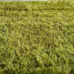 Shaggy Lilou green 93100