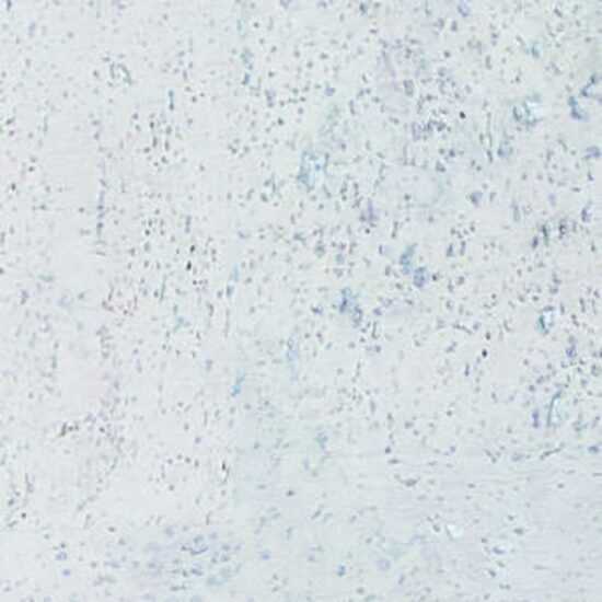 Korková plovoucí podlaha Corkline Standard White HRN Korková plovoucí podlaha Corkline Standard White HRN